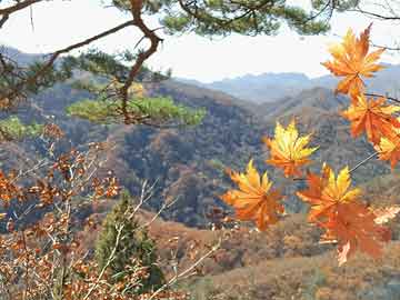 丰满区农业农村局最新项目，推动农业现代化，助力乡村振兴，丰满区农业农村局新项目推动农业现代化，乡村振兴再添新动力